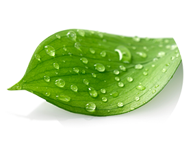 a green leaf with water droplets on it